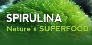 Spirulina in water